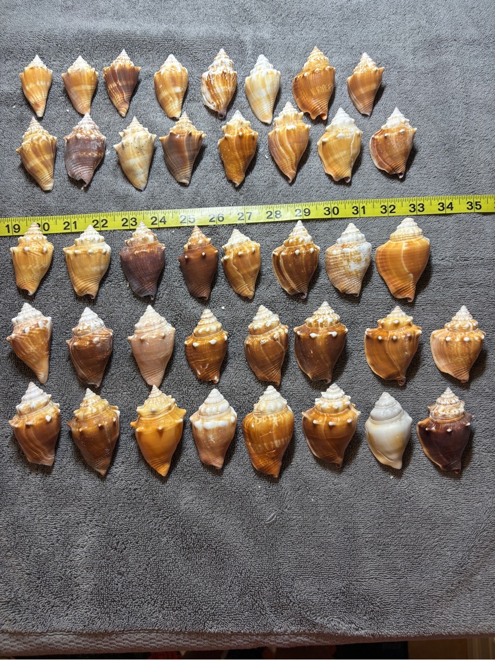 40 Florida Fighting Conch Shells.  Wide variety of shapes & sizes. Crafting!!!